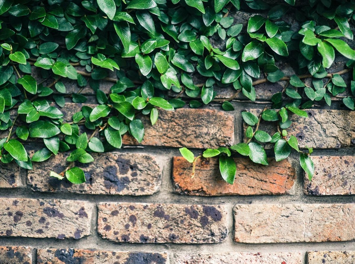 Leaf in wall - Way of Sustainability